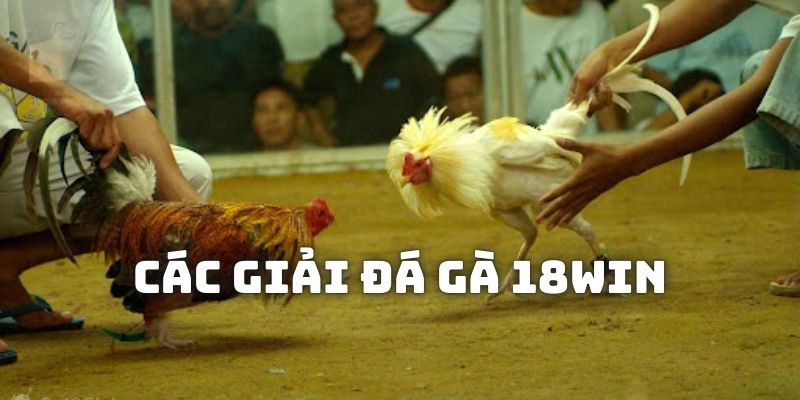 Các giải chọi gà cực hấp dẫn đang có mặt tại 18Win