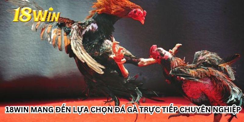 18Win mang đến lựa chọn đá gà trực tiếp chuyên nghiệp