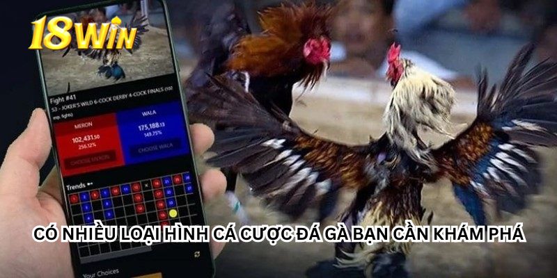 Có nhiều loại hình cá cược đá gà bạn cần khám phá