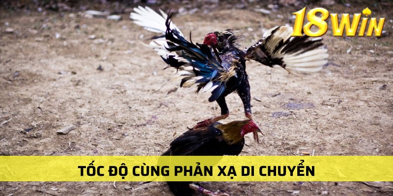 Nghiên cứu dự đoán thông qua tốc độ phản xạ của gà